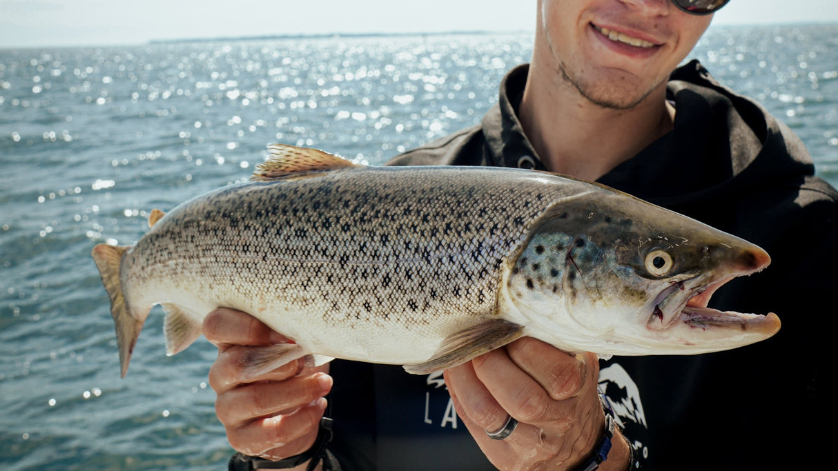 Mystery Box Havsöring - Genomlöpare