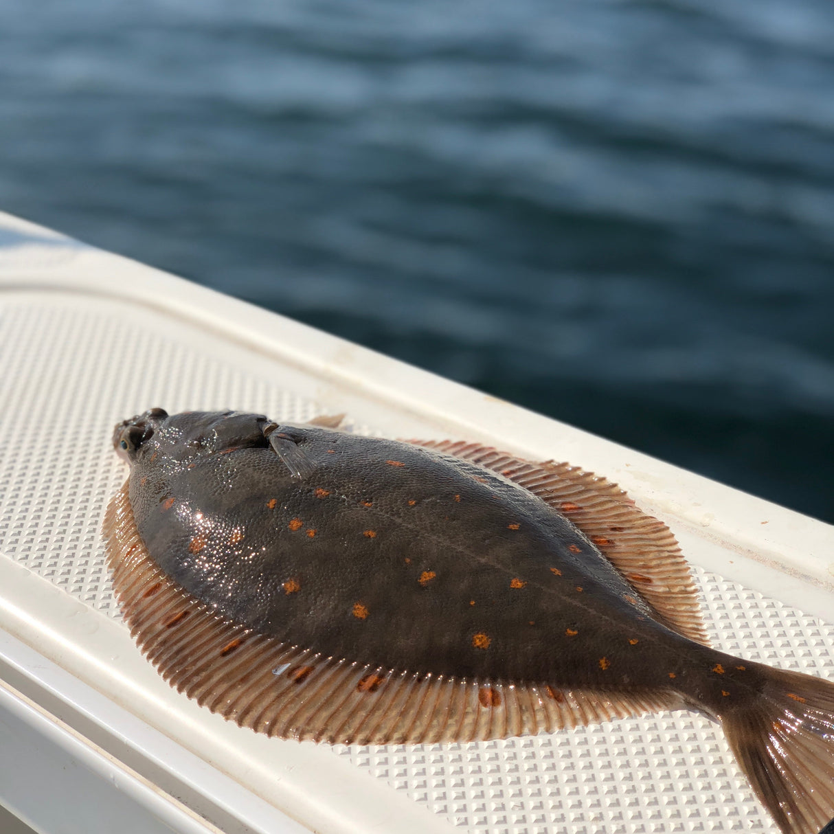Handknutet Havsfisketackel – Plattfisk Premium