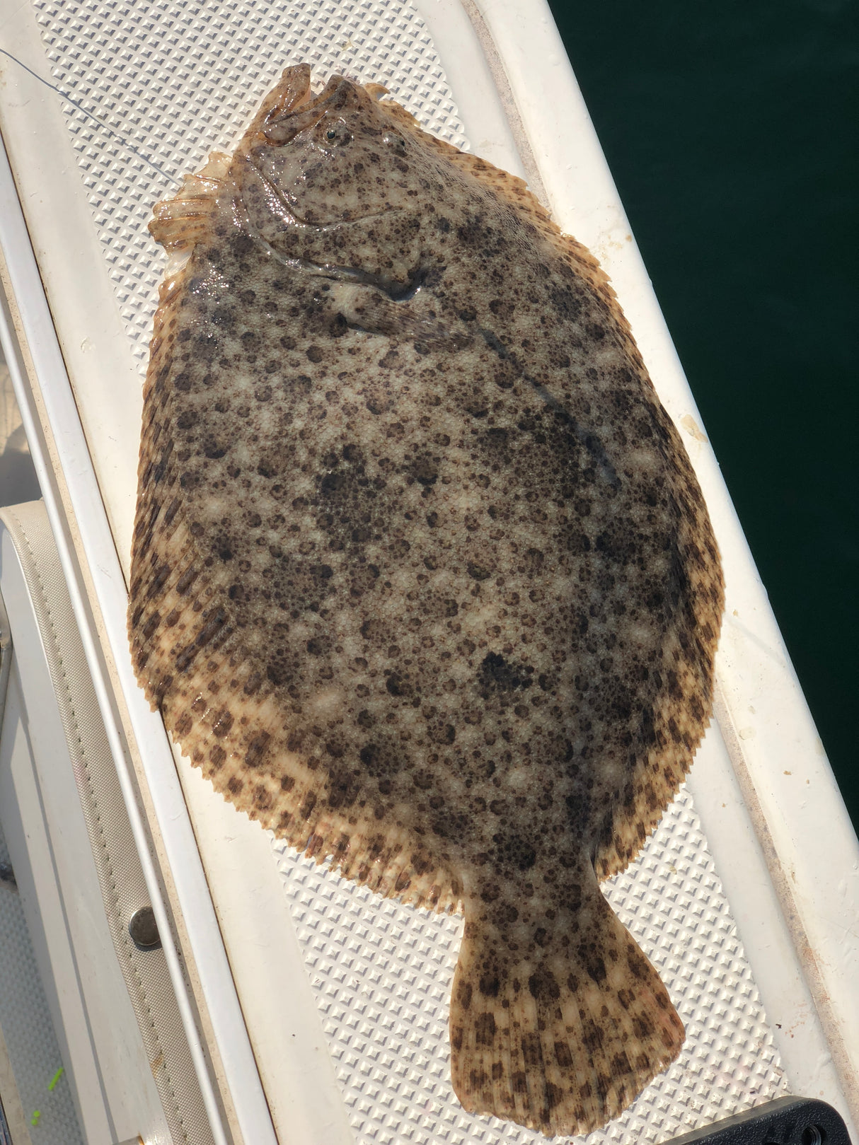 Handknutet Havsfisketackel - Slätvar & Piggvar