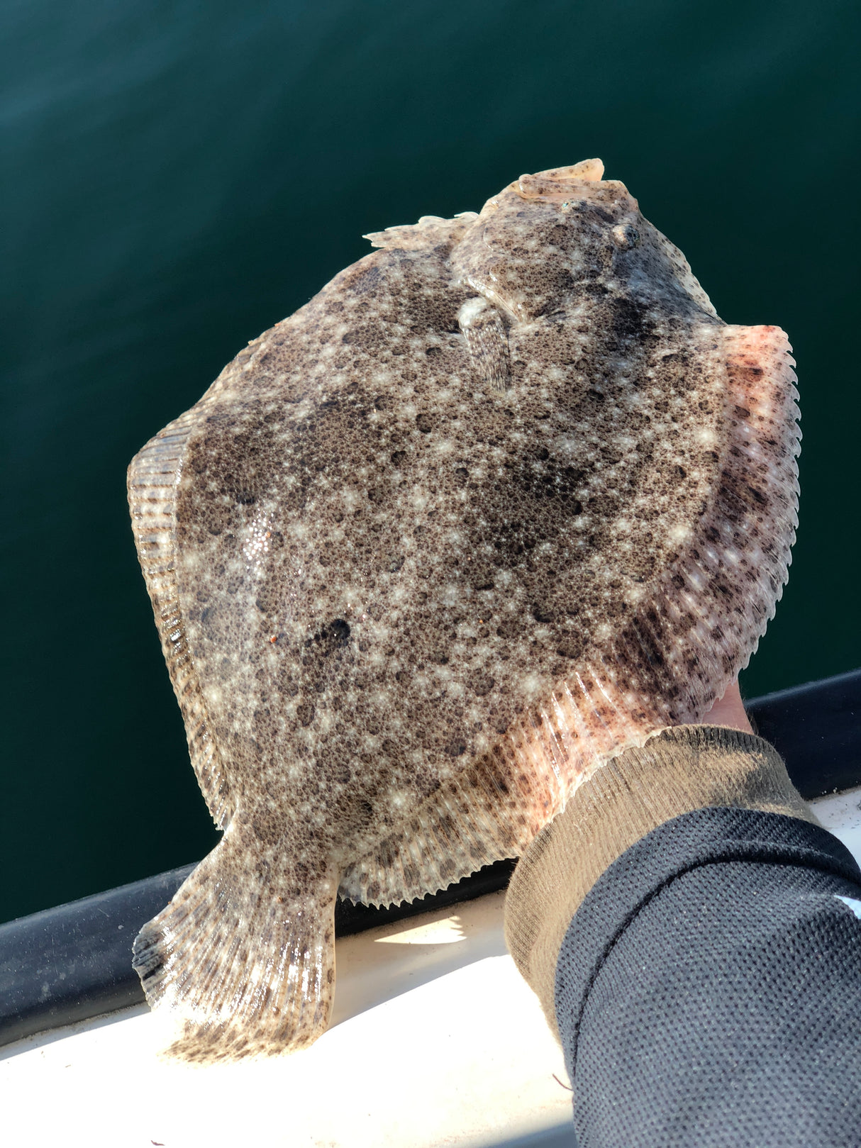 Handknutet Havsfisketackel - Slätvar & Piggvar