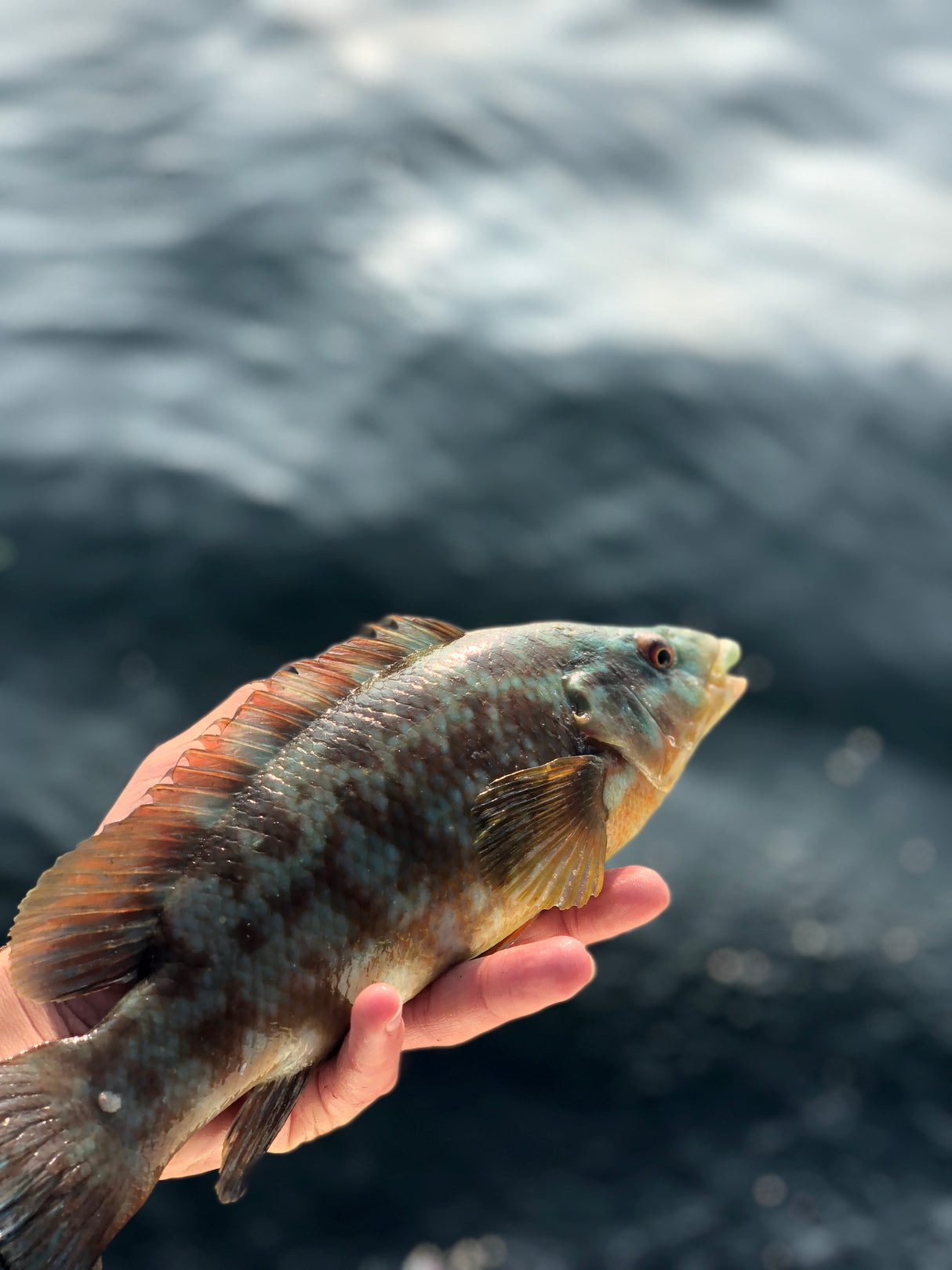 Handknutet Havsfisketackel Berggylta & Blågylta