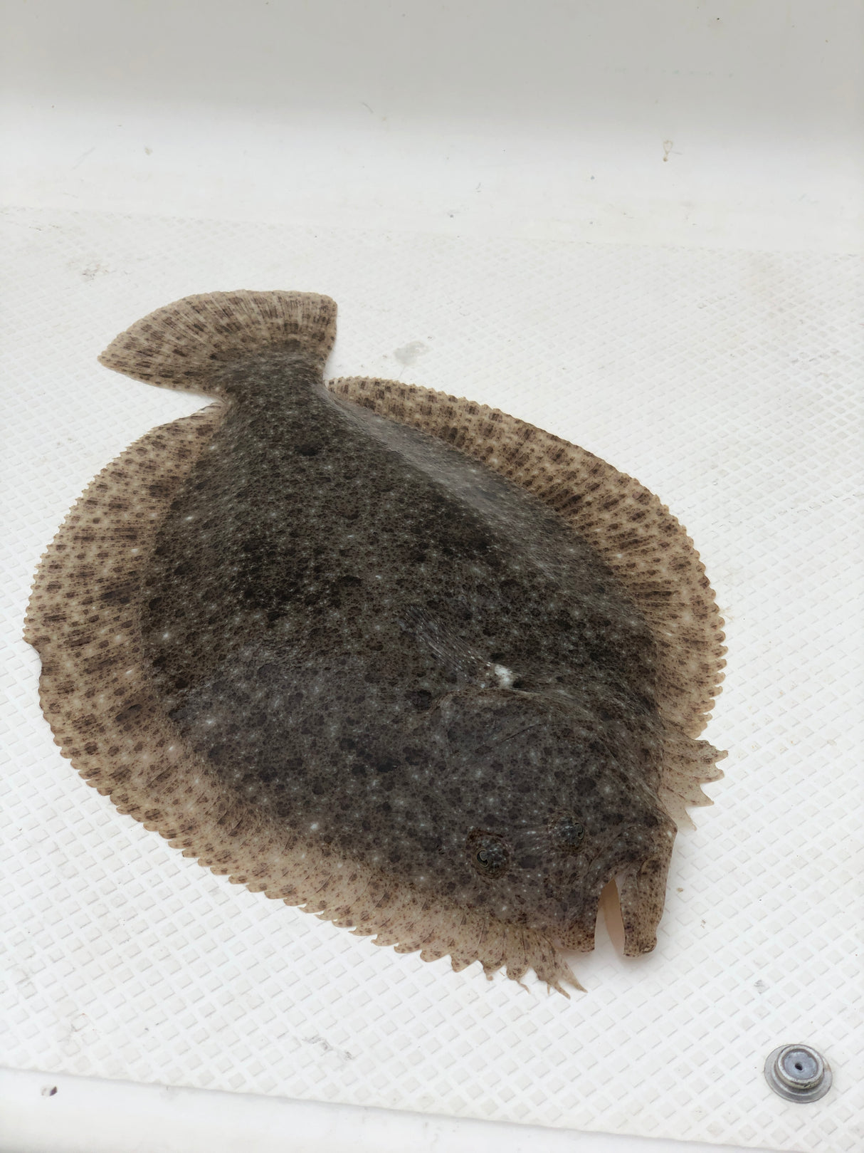 Handknutet Havsfisketackel - Slätvar & Piggvar